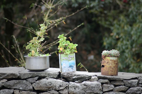 Three potted plants are placed on a stone wall. The plants are in makeshift containers, including a silver pot, a printed can, and a rusty tin can. Leafy green plants and succulents are present, with a background of dense foliage.