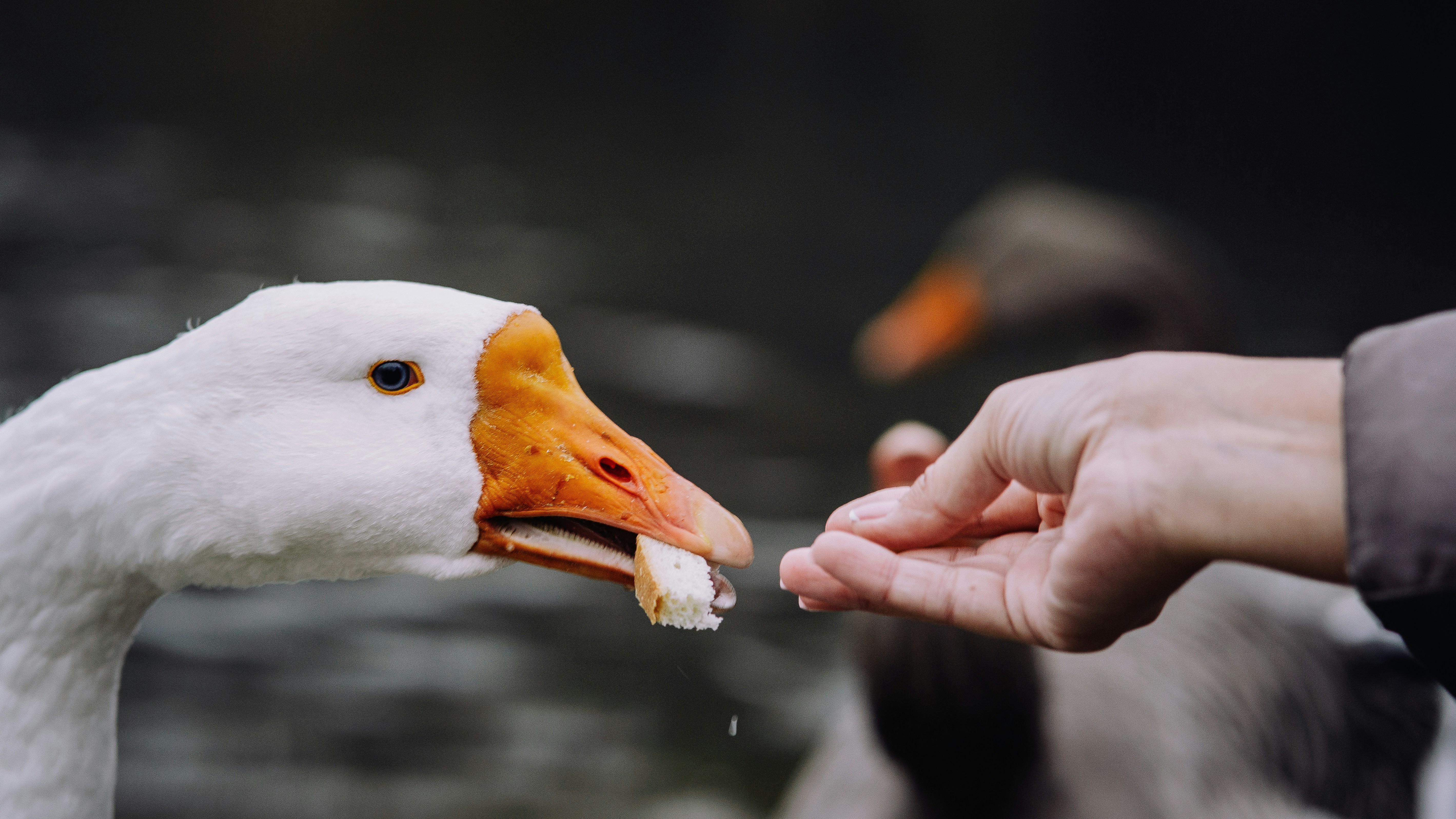 넓은 마당에서 주인의 손길을 받으며 먹이를 먹는 거위의 모습. 돌봄, 책임, 성장의 상징을 담은 장면