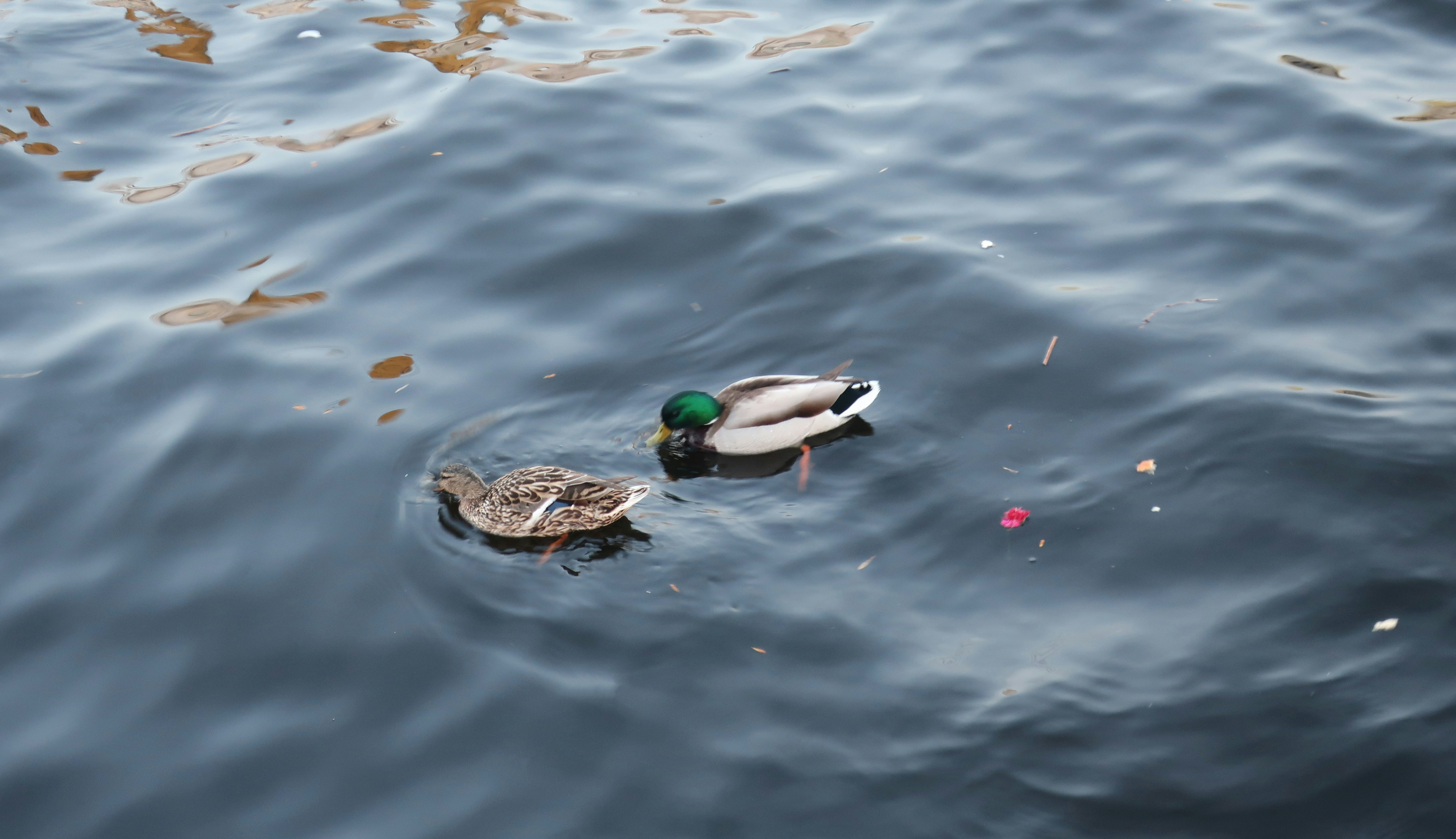 ducks swimming in water