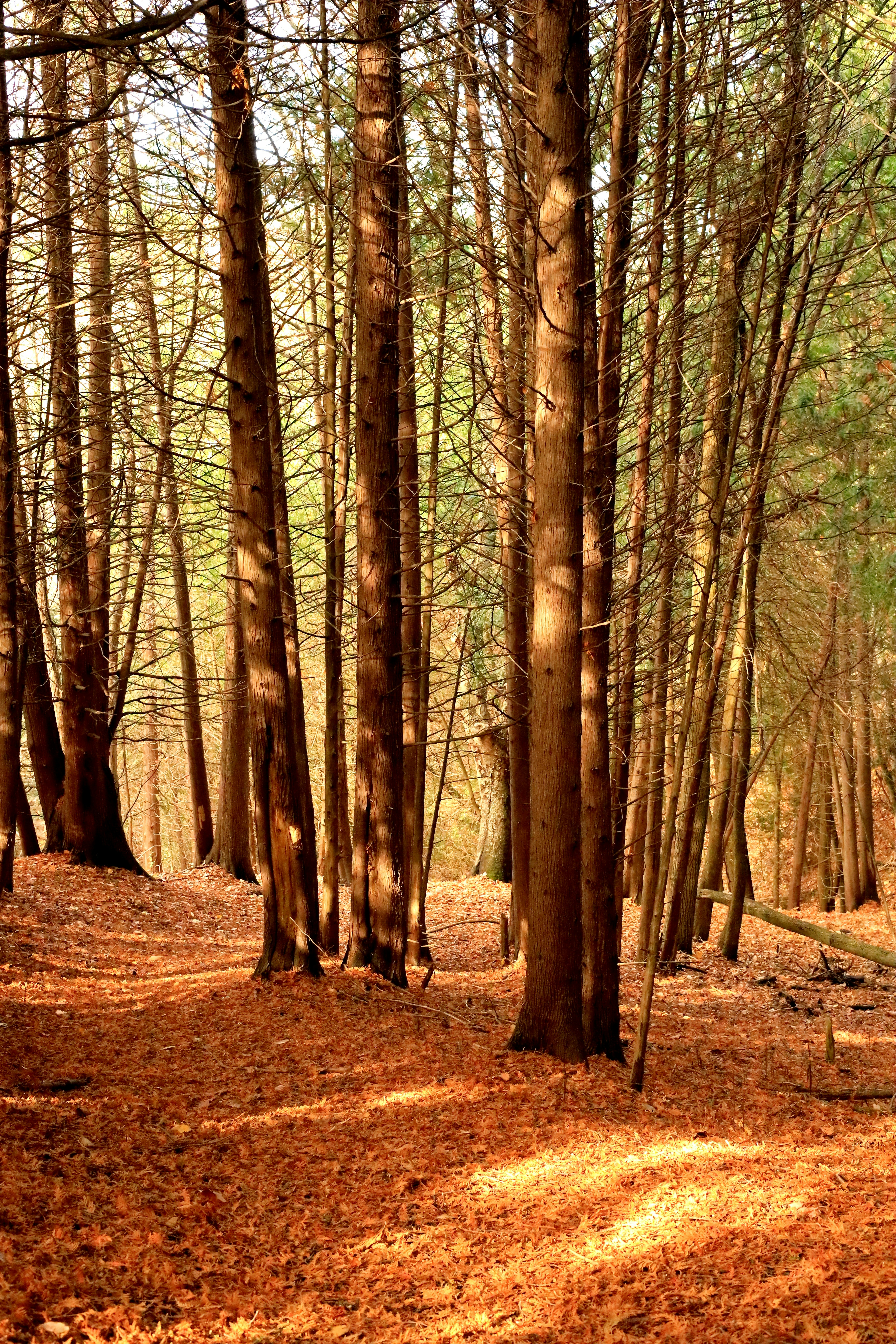 Photo by richardworks