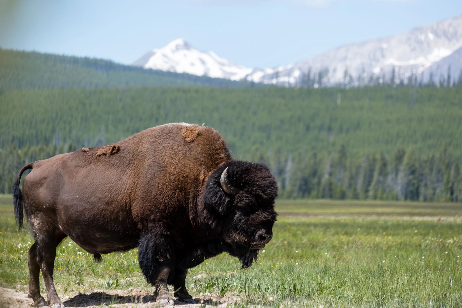 A bison standing in a green meadow with snowy mountains behind