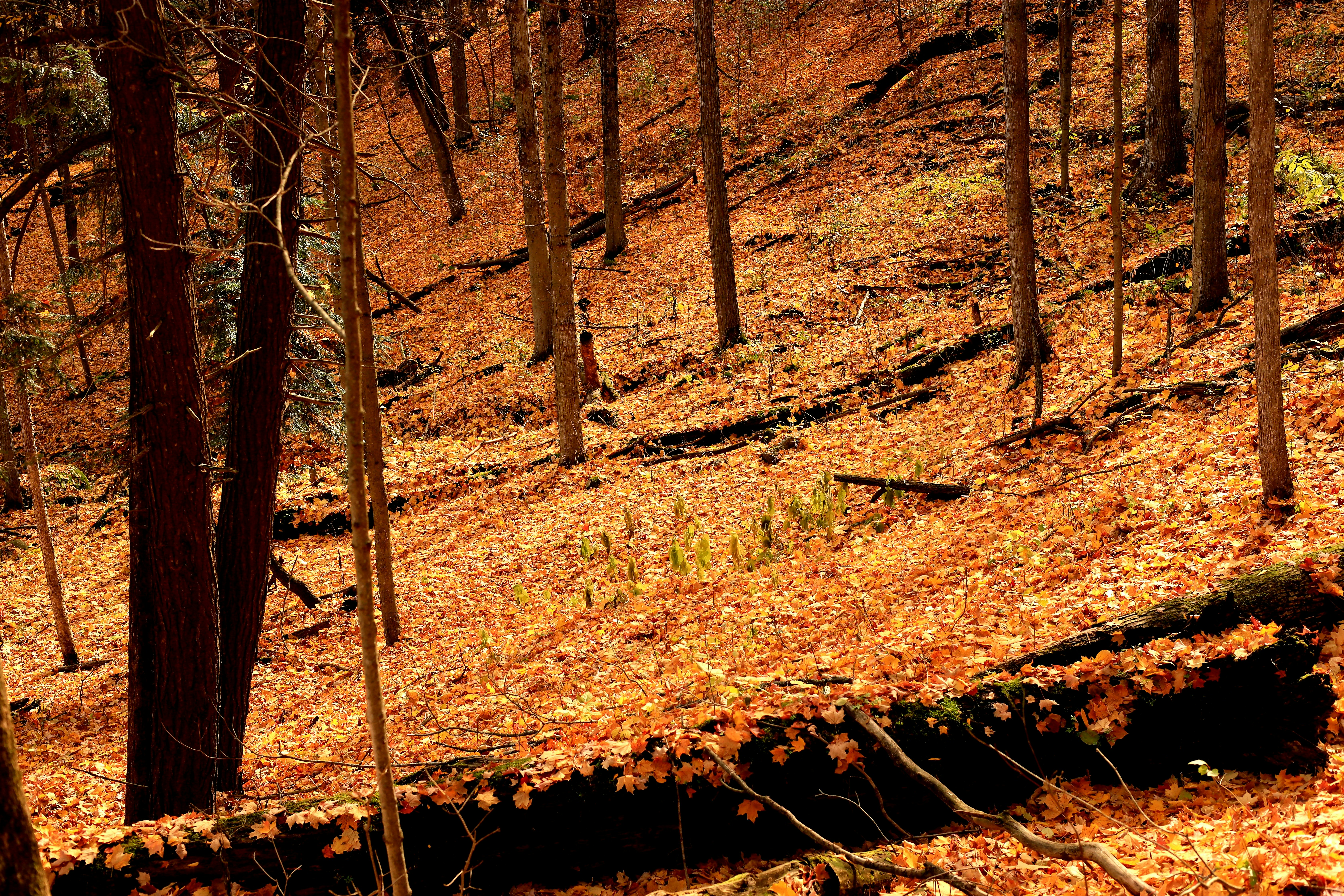 Photo by richardworks