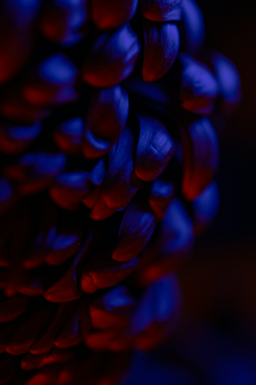 a close up of a blue flower