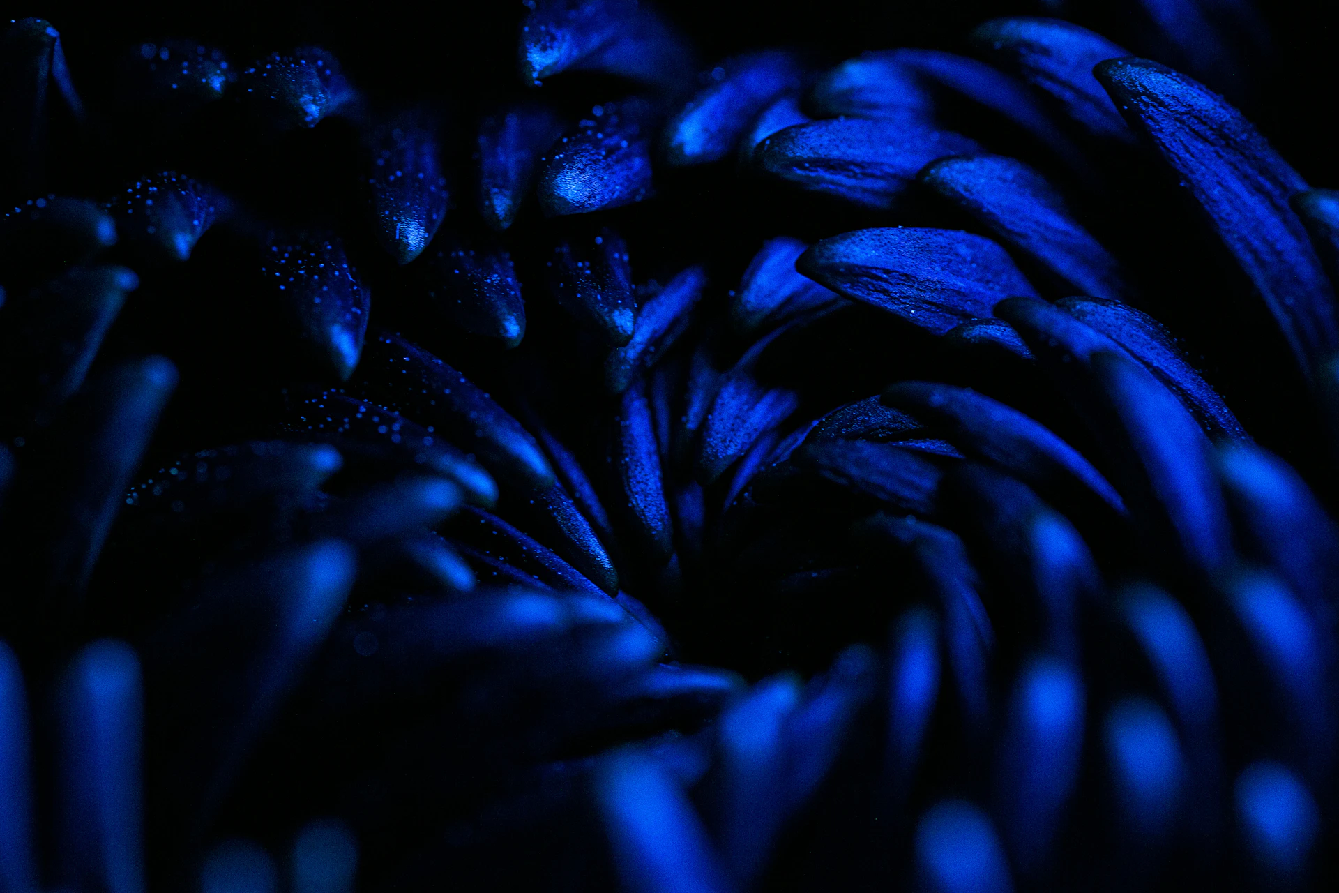a close up of blue flowers