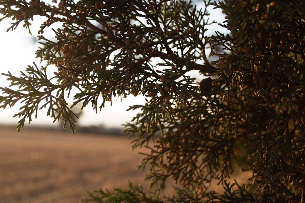 a tree with leaves