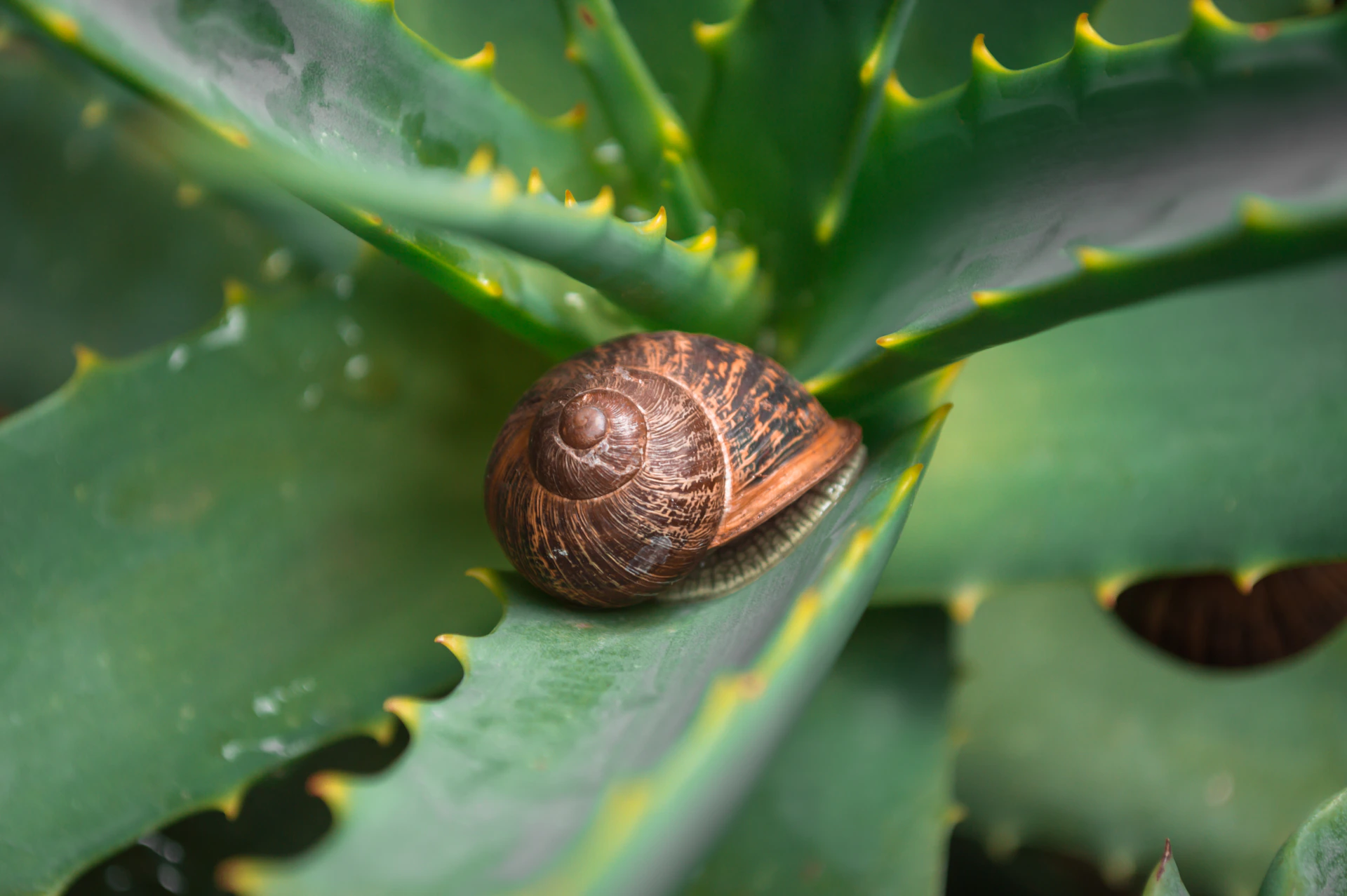 a snail on a leaf