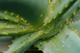 a close up of a leaf
