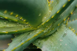 Close-up of an aloe vera plant with thick, fleshy leaves. The leaves have small, yellow-tipped spikes along the edges. Water droplets are visible on the surface, highlighting the plant's texture and natural sheen.