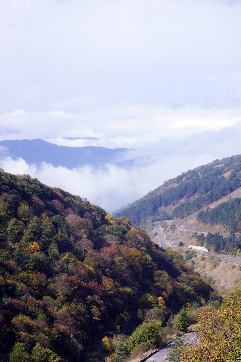 a landscape with trees and mountains