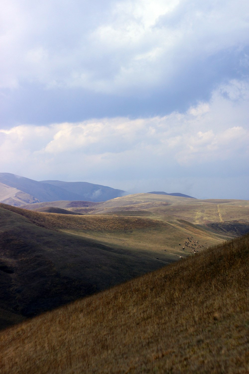 a grassy field with mountains in the background