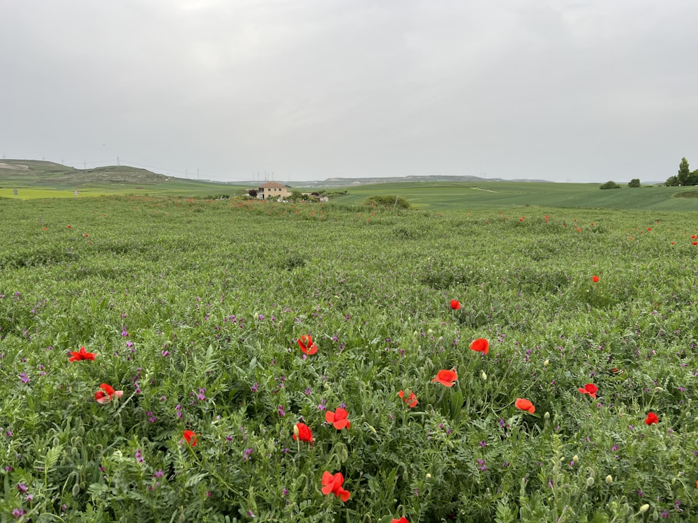 Un champ de fleurs