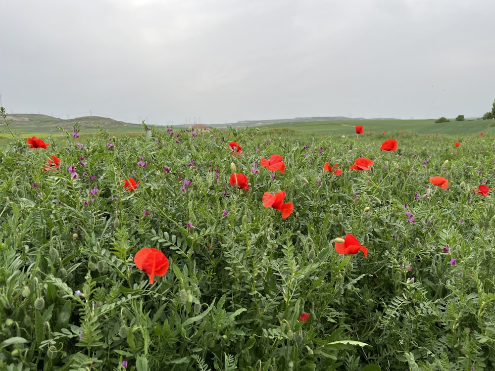 a field of flowers