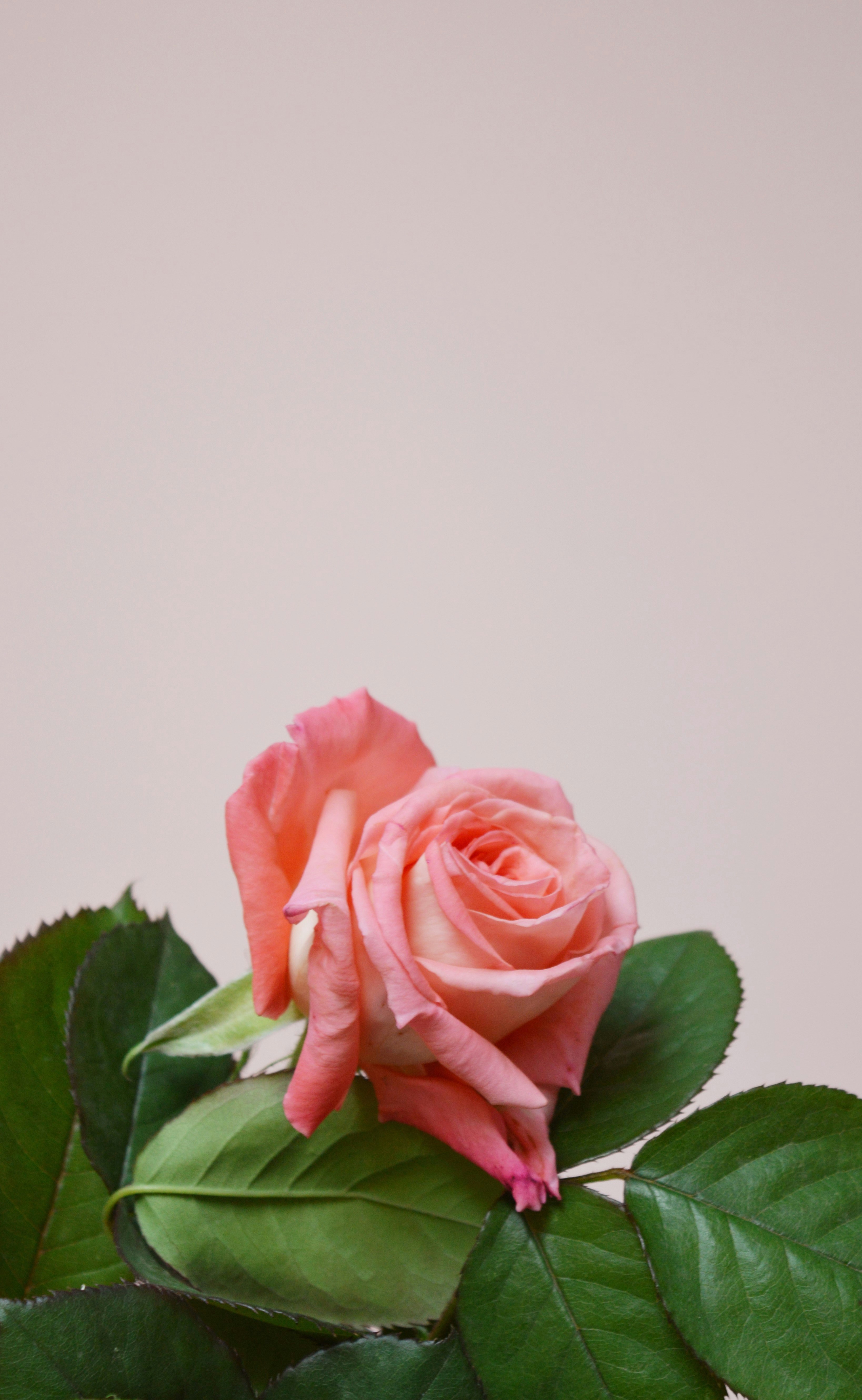 Photo by marianikolova