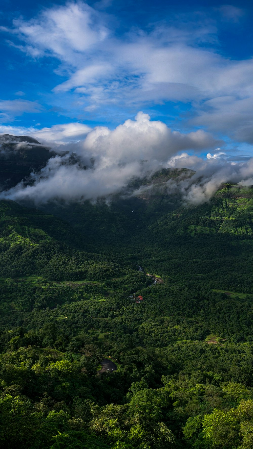 a forest with clouds