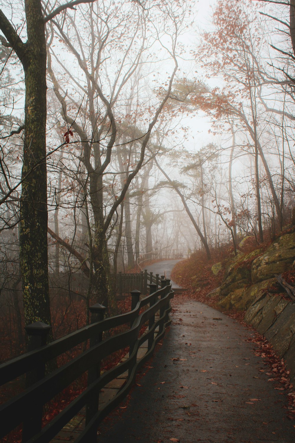 a path with trees on either side