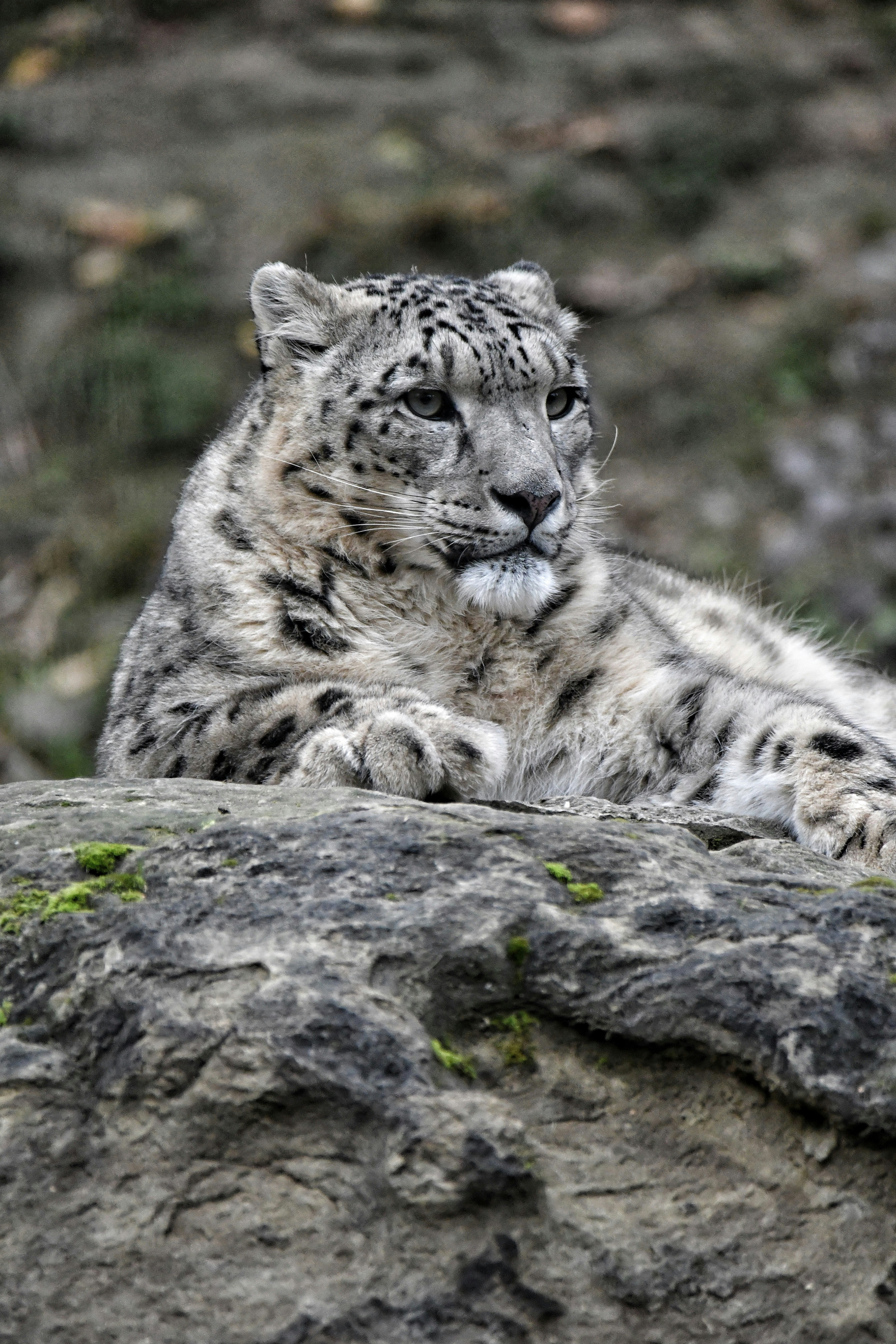 Snow Leopards: Ghosts of the Mountains (image credits: unsplash)