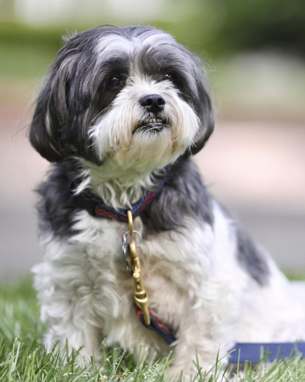 a dog sitting in the grass