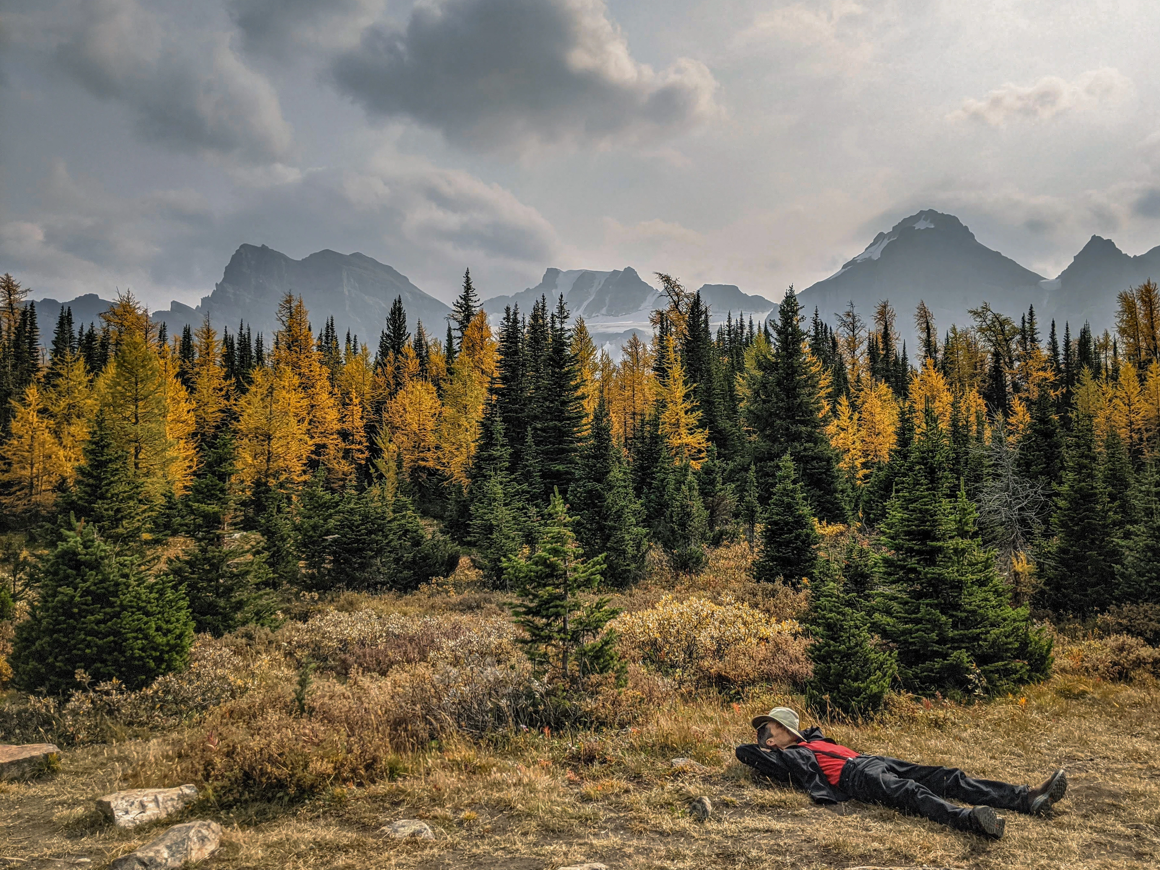 Golden larch trees in Banff's Larch Valley in late September