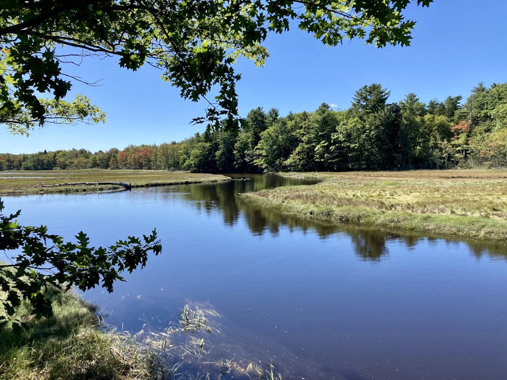 a body of water with trees around it