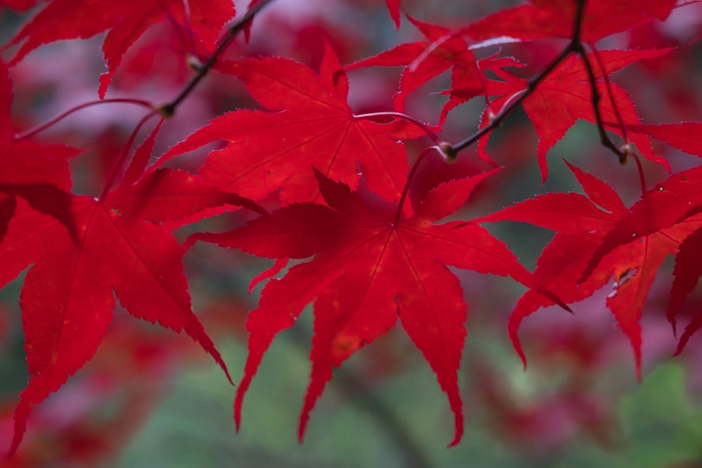 a close up of a red leaf