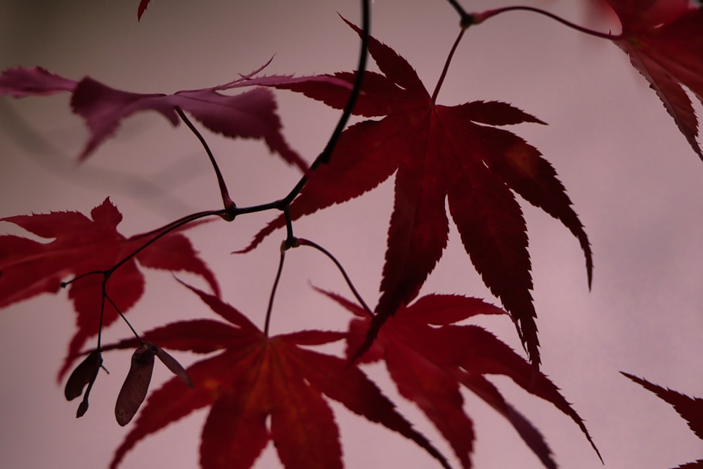 a close up of a red leaf