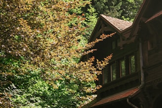 A rustic wooden house partially obscured by thick foliage. The leaves are a mixture of brown and green shades, indicating a dense, verdant setting. The architecture features slanted roofs with visible wood texture and small windows, suggesting a cabin-like aesthetic nestled in a forest environment.