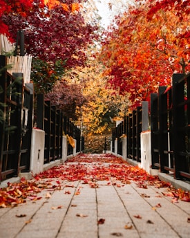 a gate with trees around it