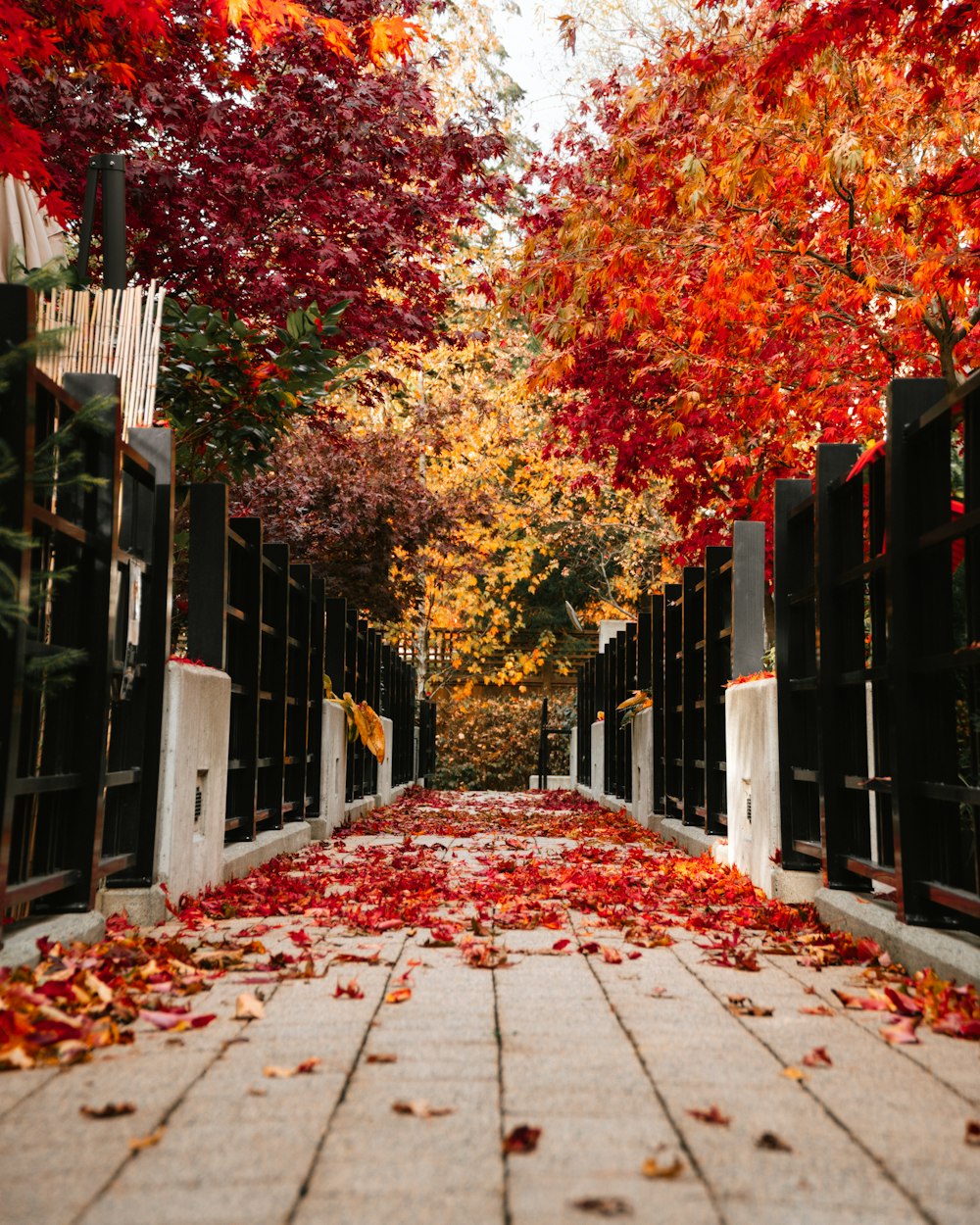 a gate with trees around it