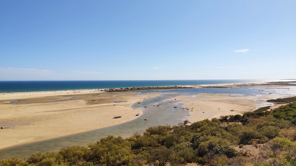 a sandy beach with trees