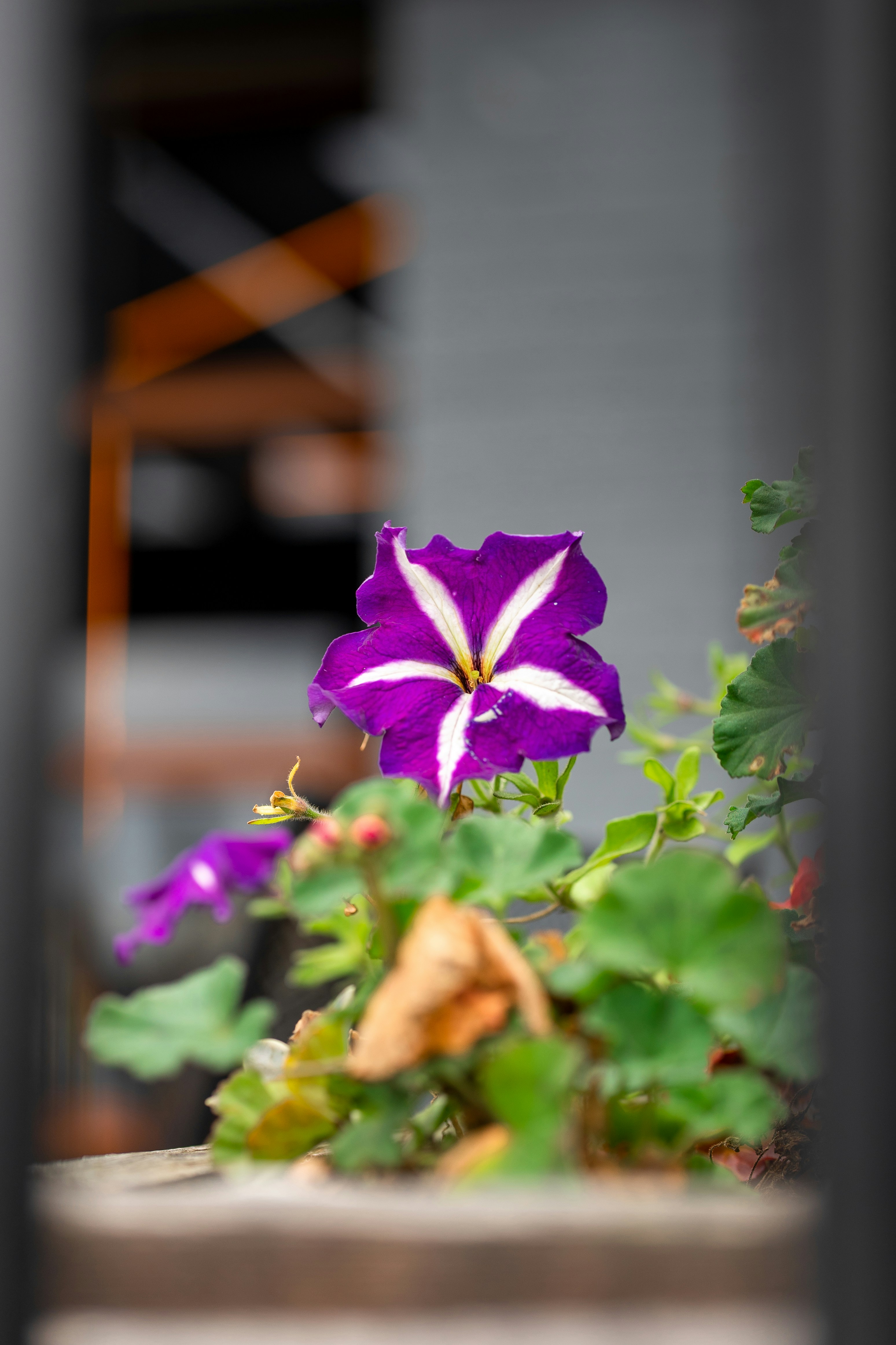 a purple flower in a bouquet