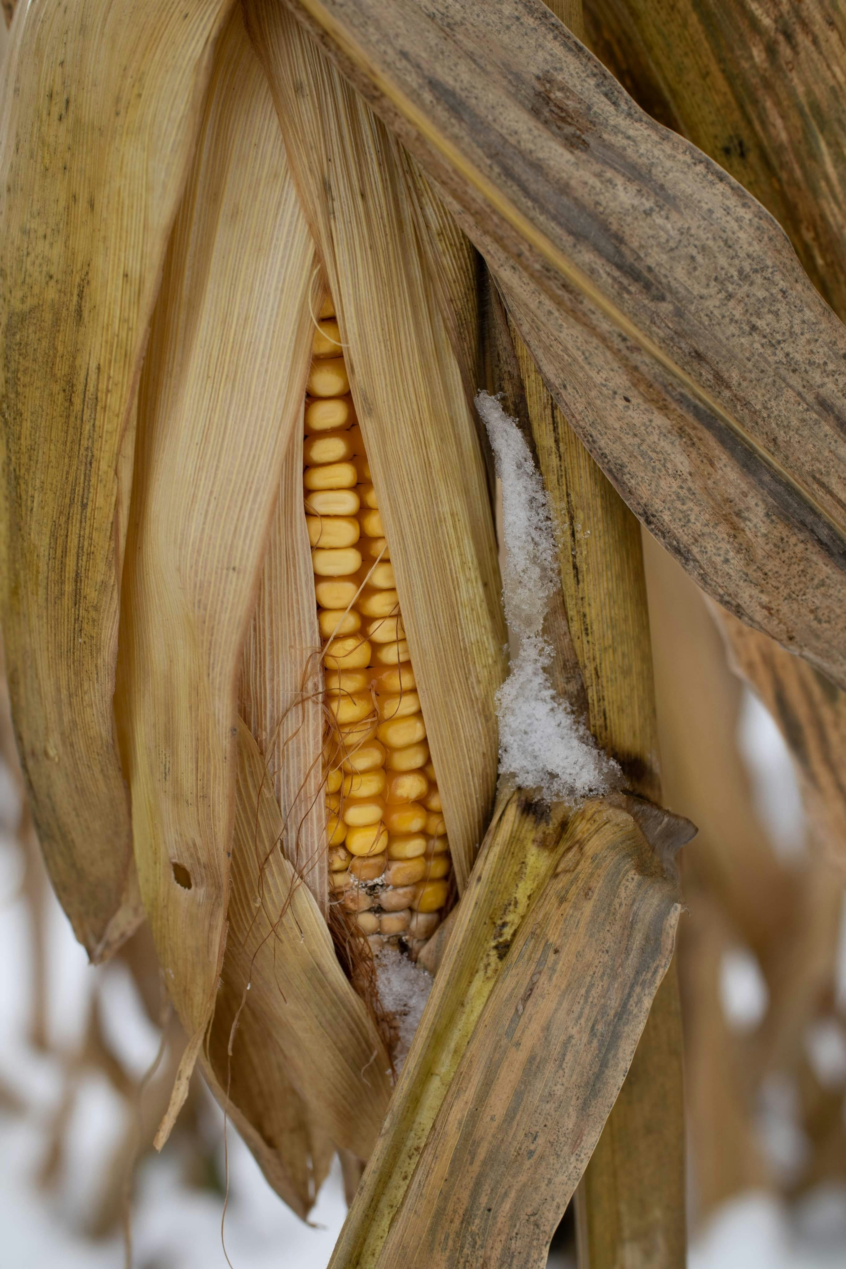 Photo by a_jackie_of_all_trades