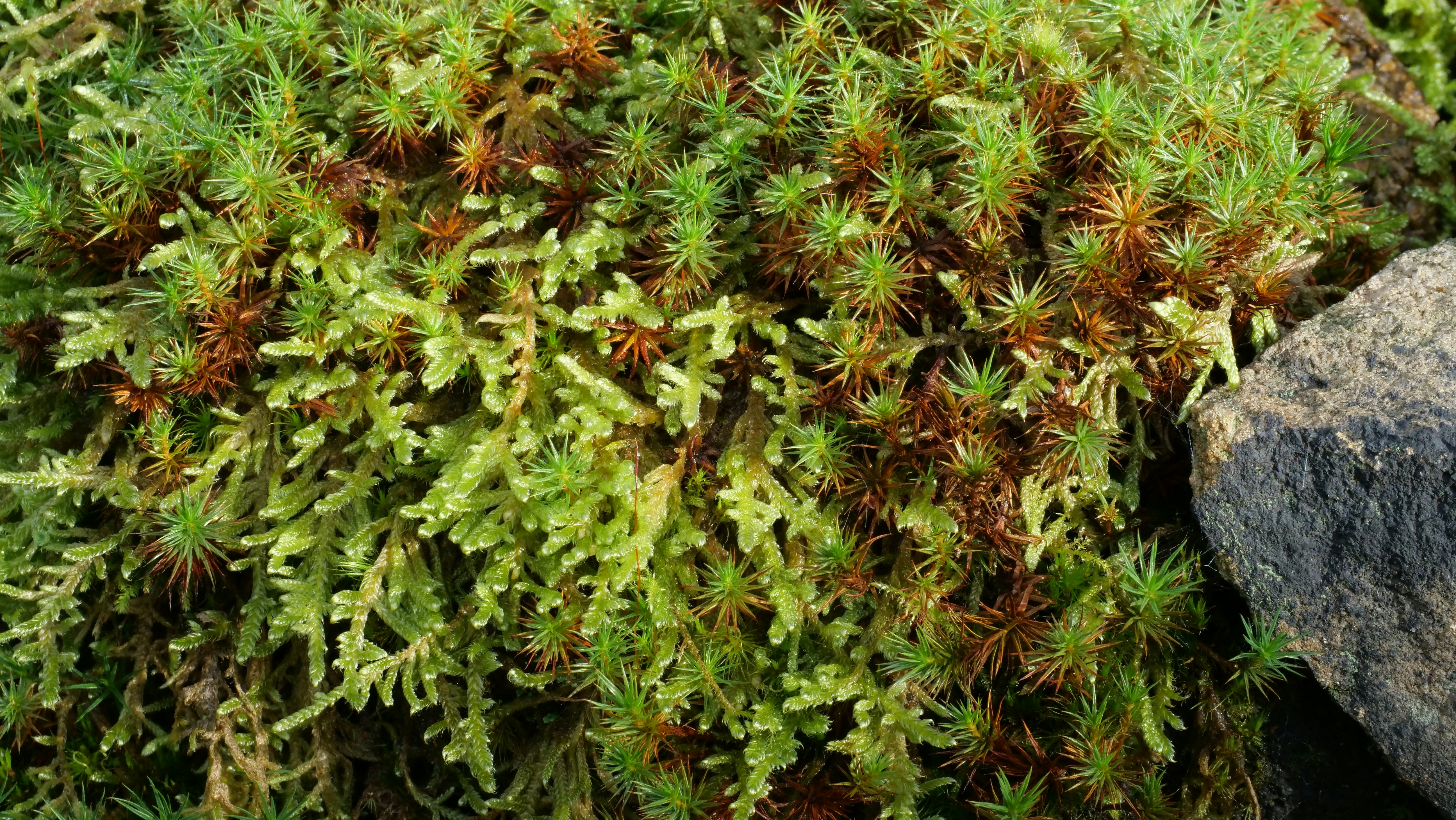 Photo by bryan151055