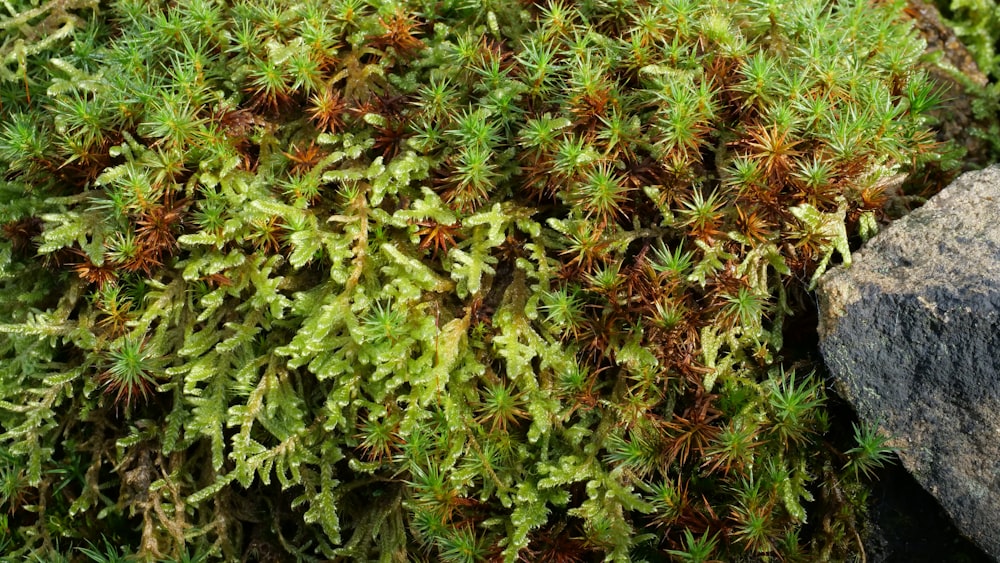 a close up of some plants