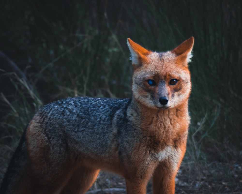 a fox standing in the woods