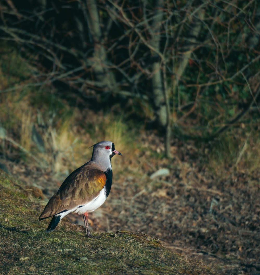 a bird standing on grass