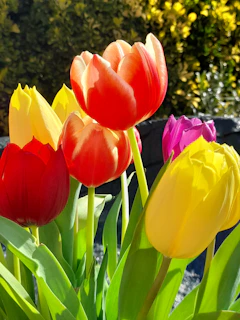 Close-up of vibrant tulips blooming in a sunlit garden bed