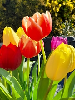 Close-up of a flower bed featuring a mix of bright tulips, daisies, and lavender under soft sunlight.
