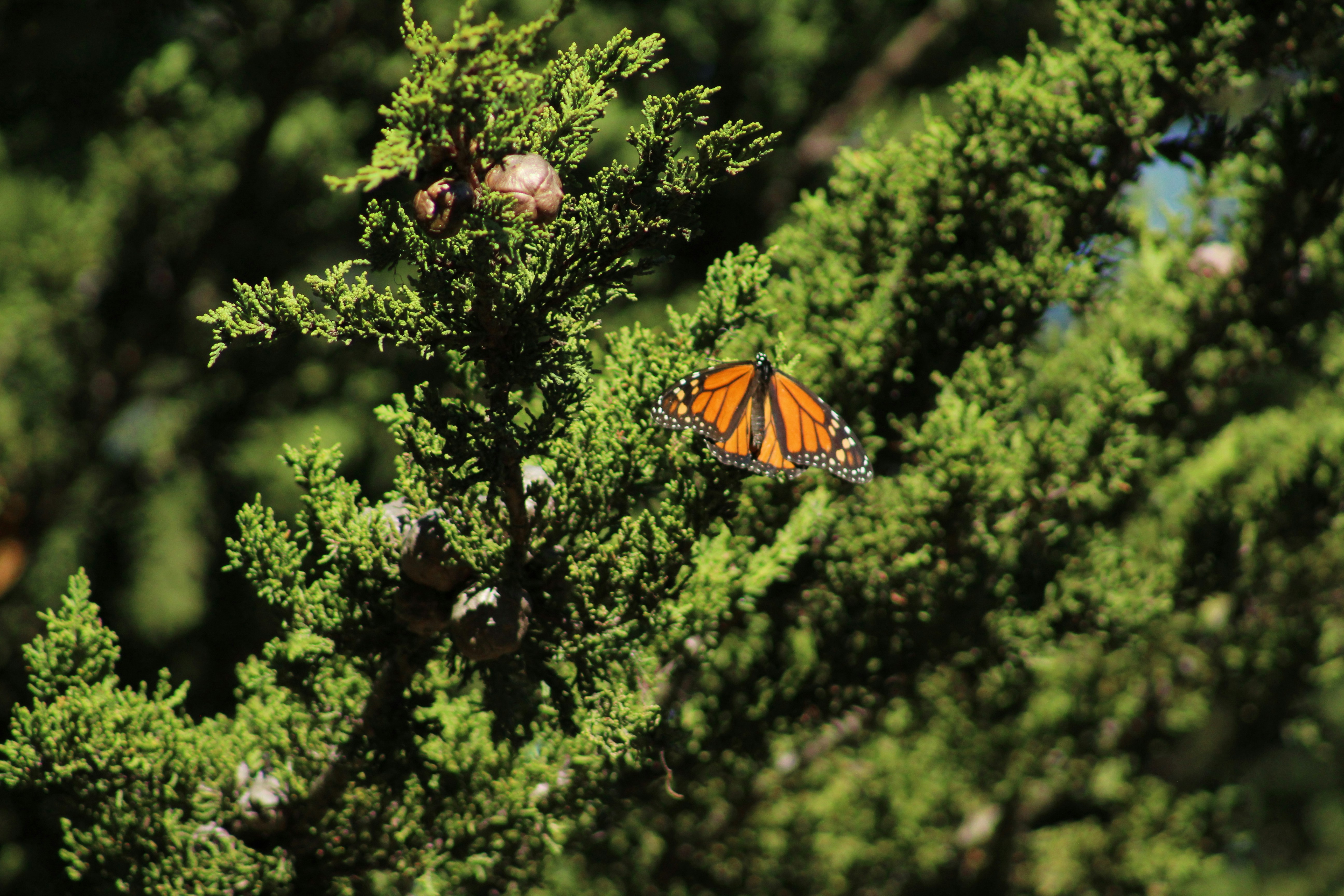 a butterfly on a tree