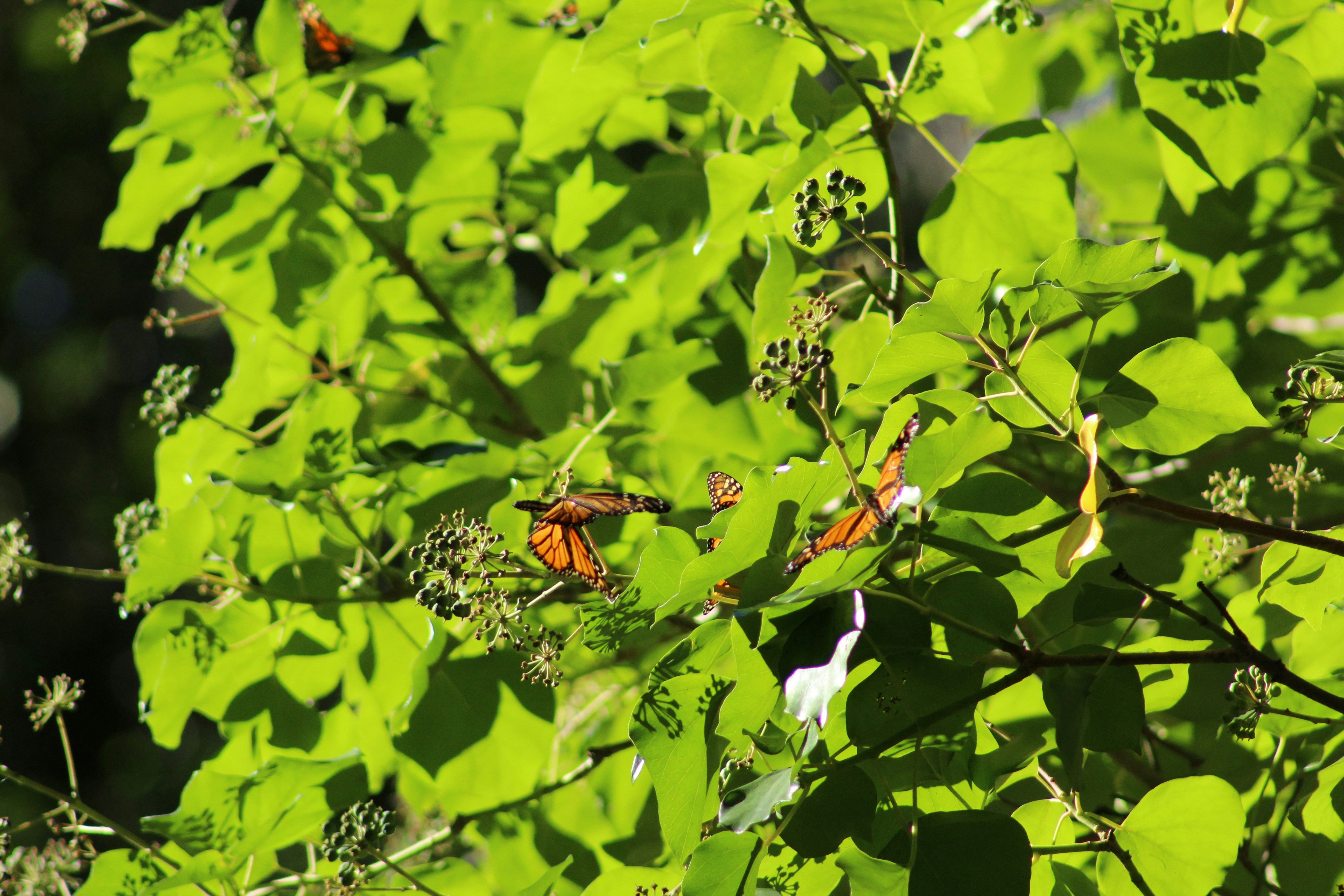 a group of butterflies on a tree