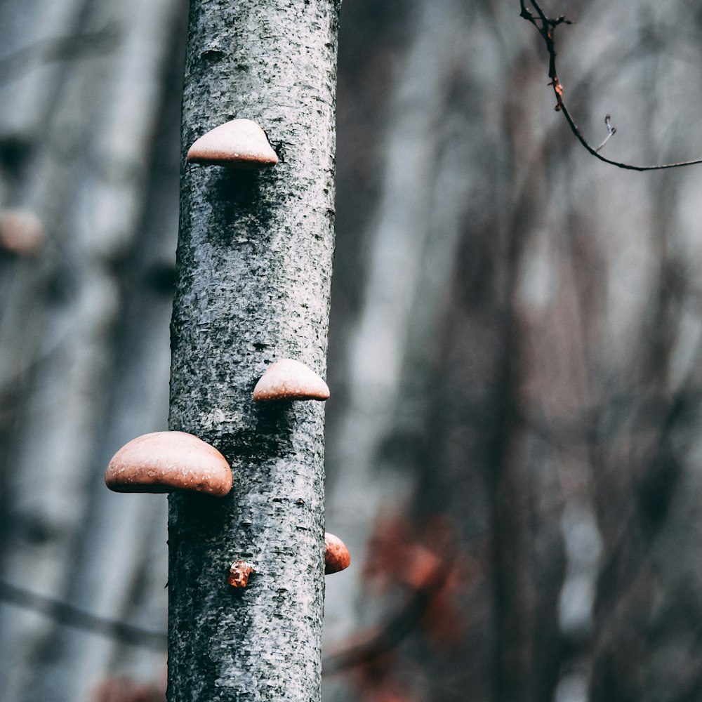 a close up of a tree trunk