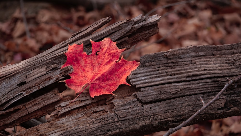 a red leaf on a tree branch