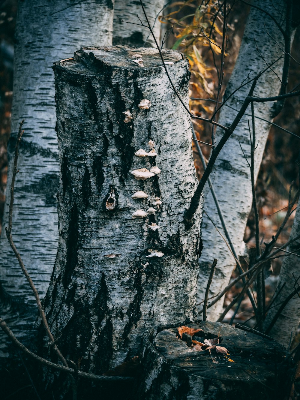 a tree trunk with many small leaves