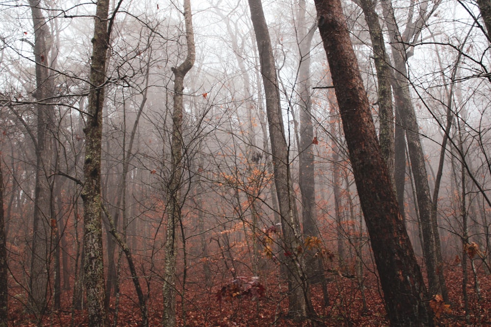 a group of trees with no leaves