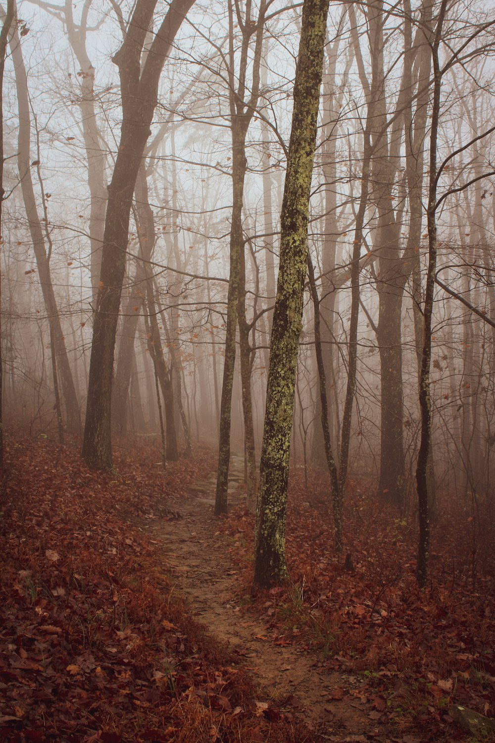 a path through a forest