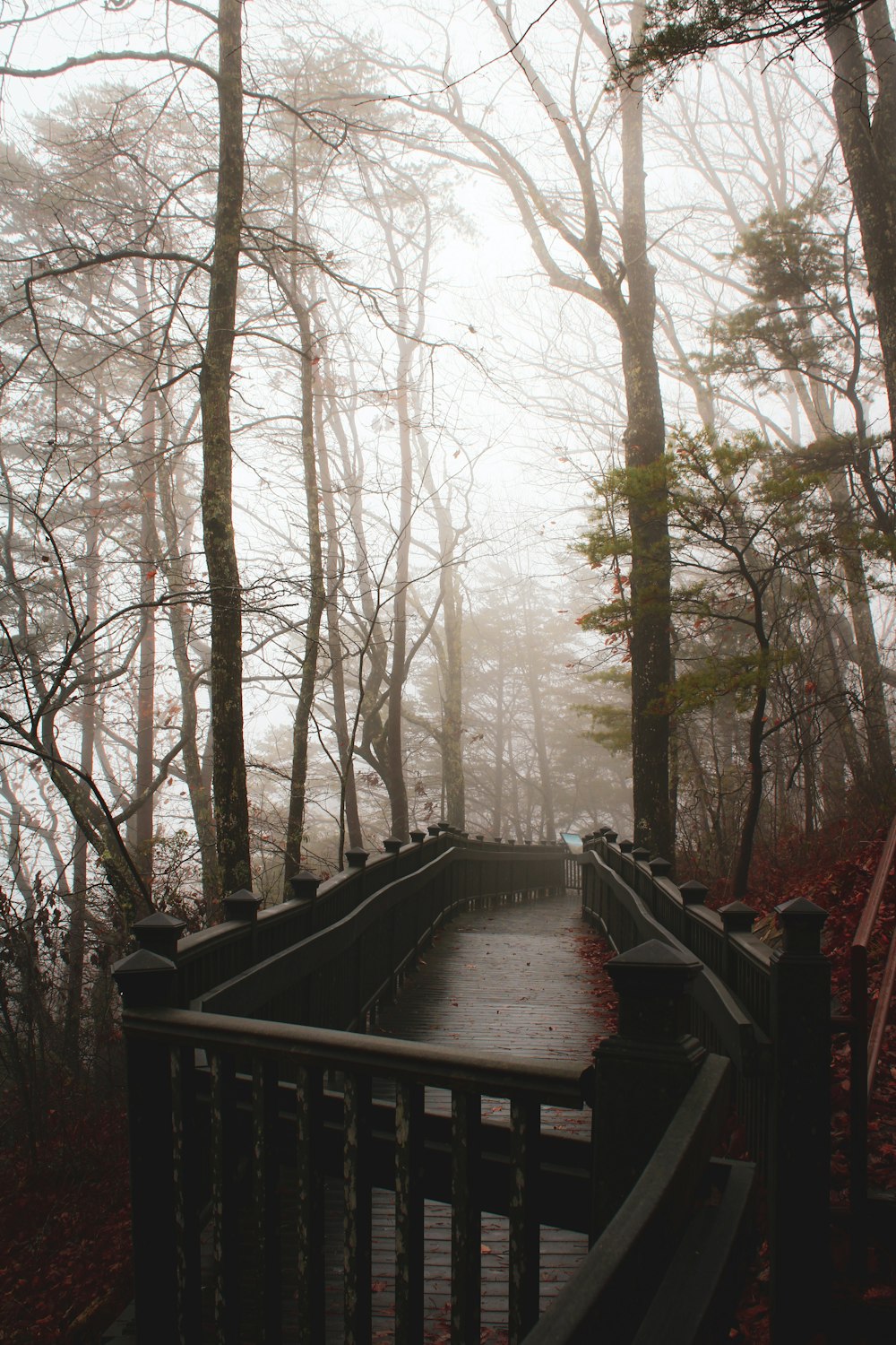 a bridge with trees on either side