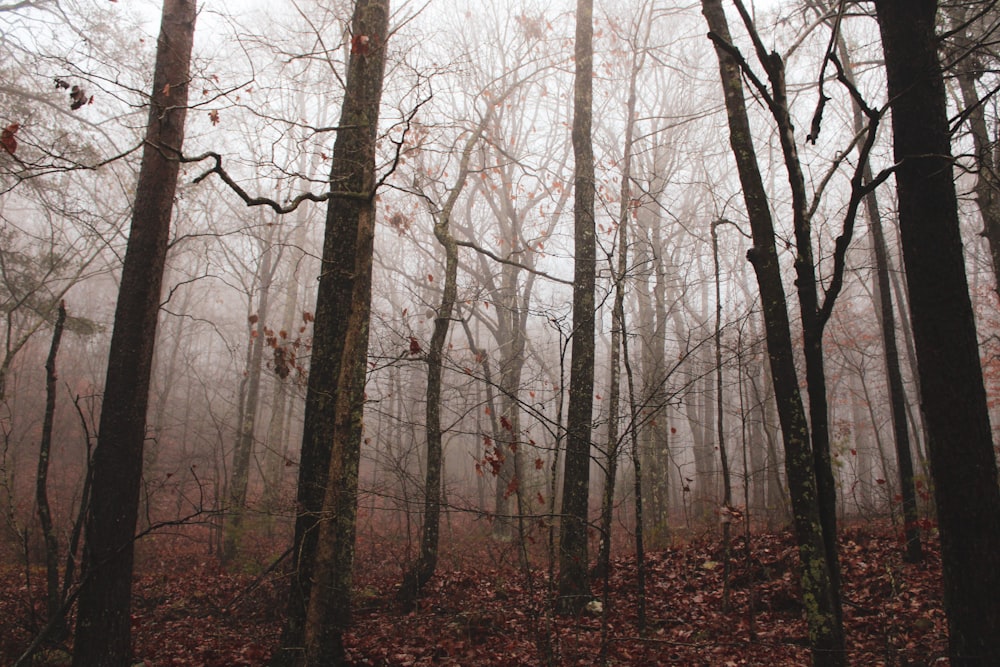 a forest with bare trees