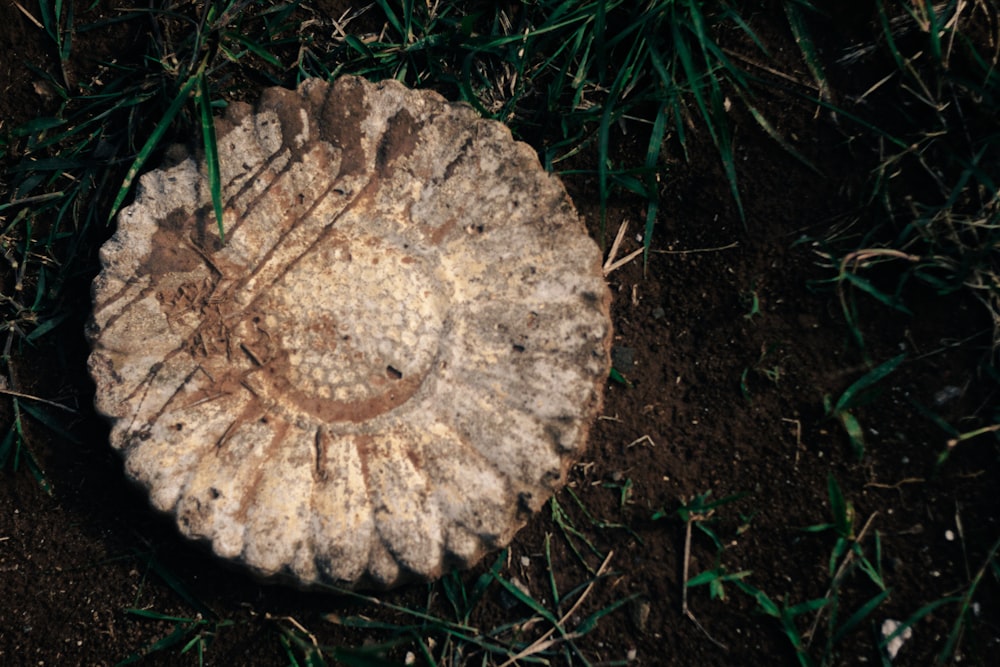 a mushroom with a face carved into it