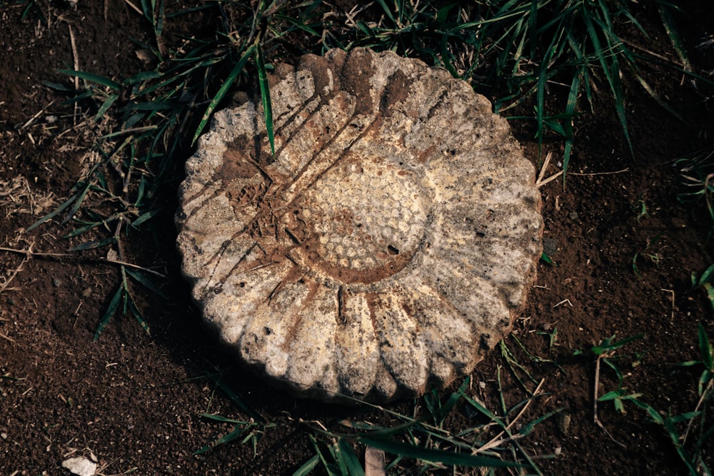 a tree stump with a face carved into it