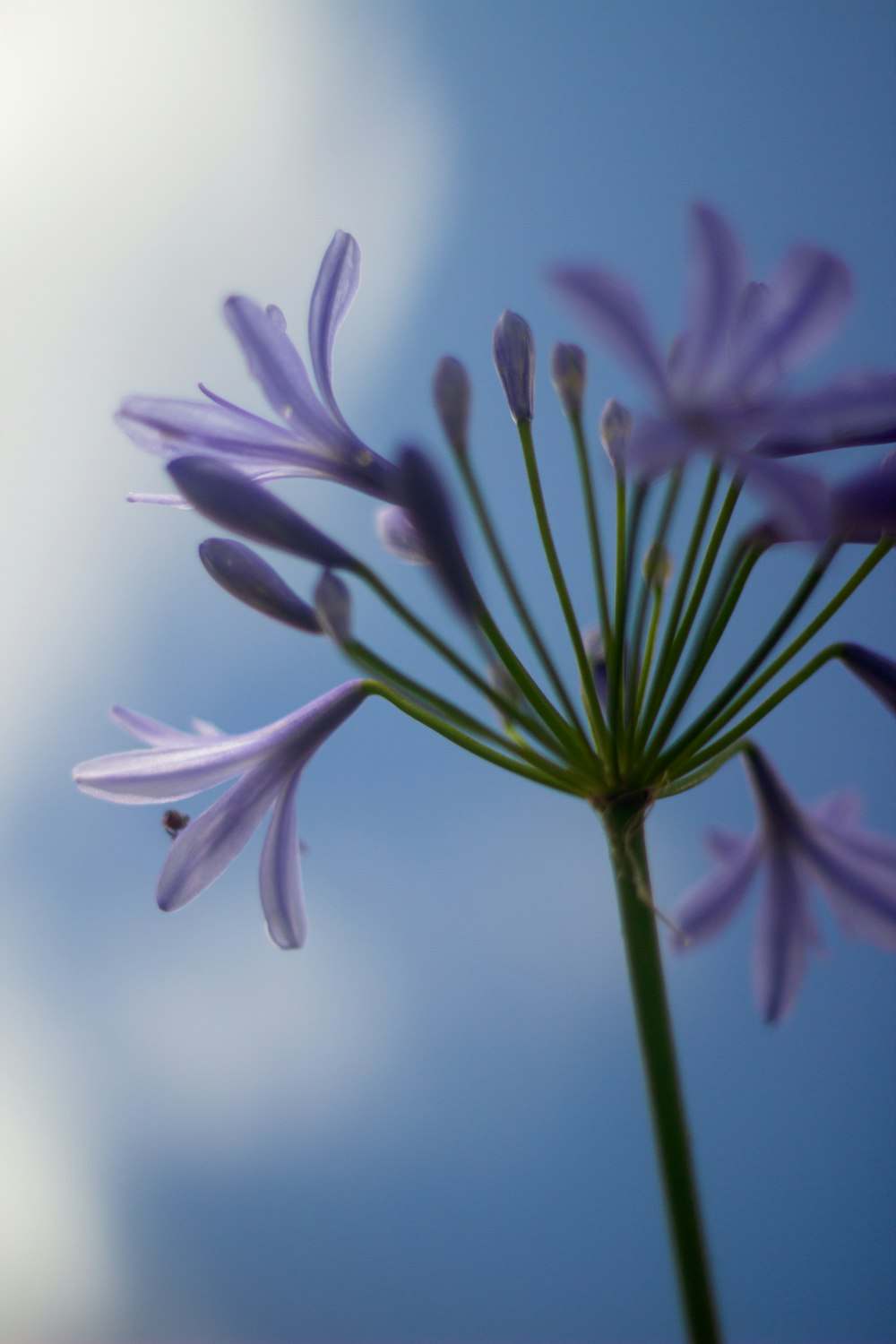 a close up of purple flowers