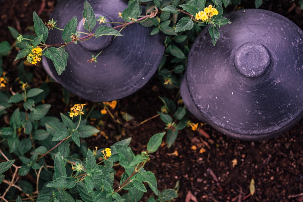 a plant with yellow flowers